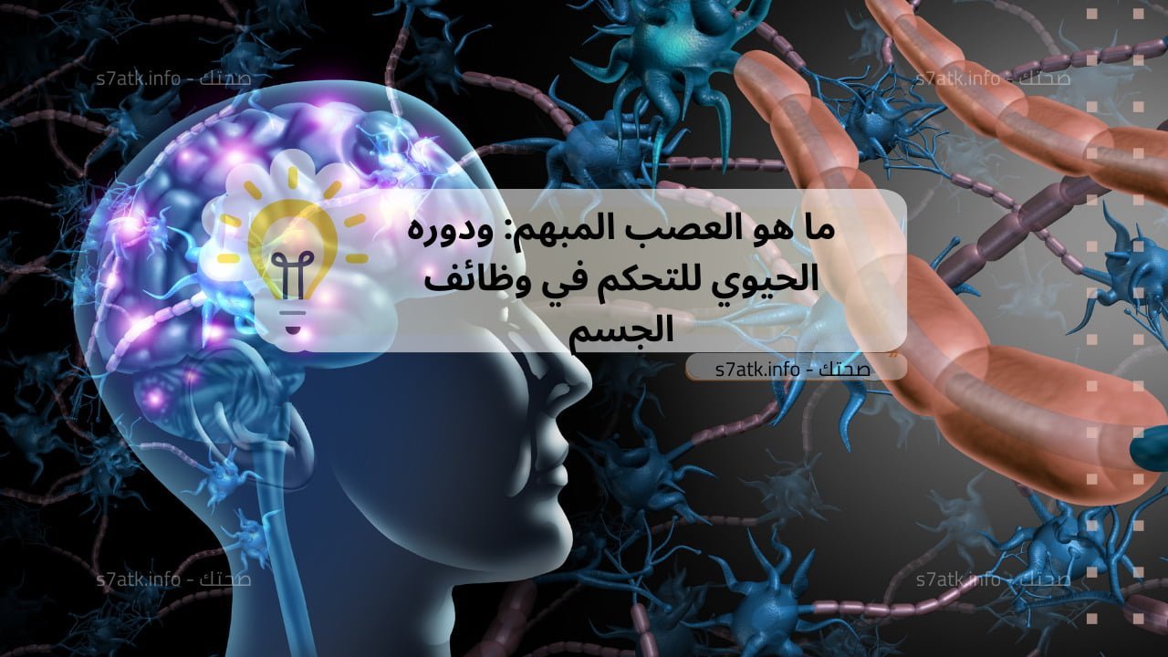 ما هو العصب المبهم: ودوره الحيوي للتحكم في وظائف الجسم