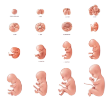  مراحل نمو الجنين: خلال الثلث الاول من الحمل